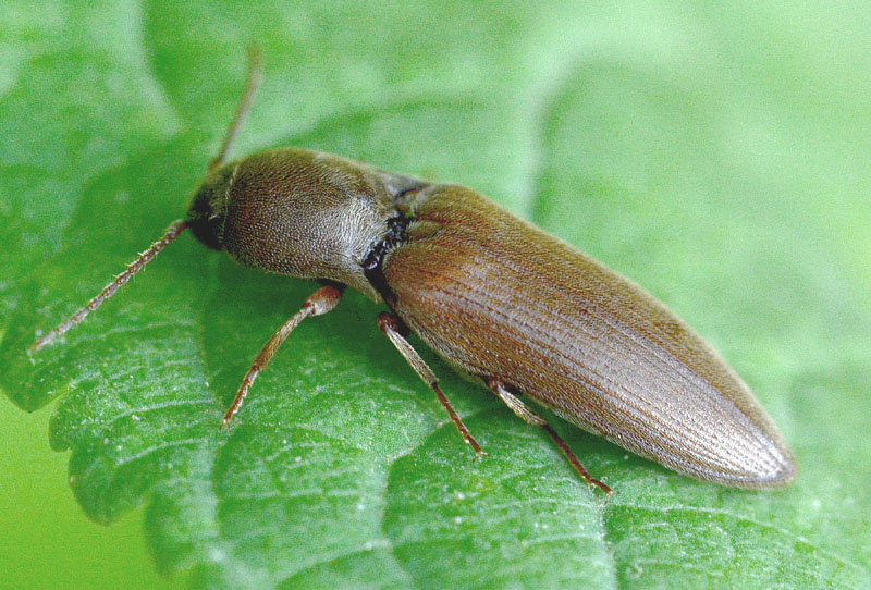 Elateridae:  Agriotes litigiosus